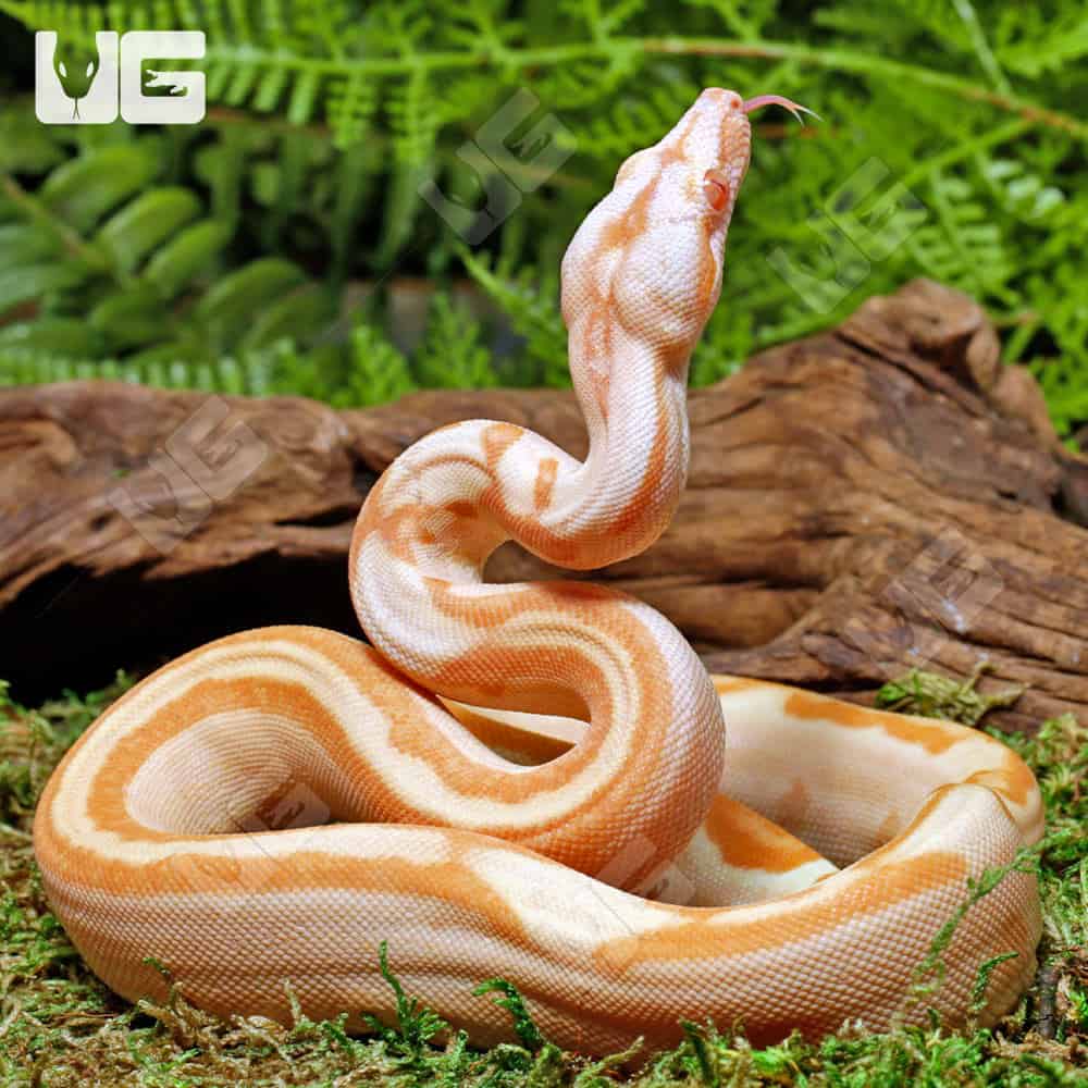 Female Super Sunglow 66% Het RDR BEA 66% Het Anery Boa #B116 - Image 2