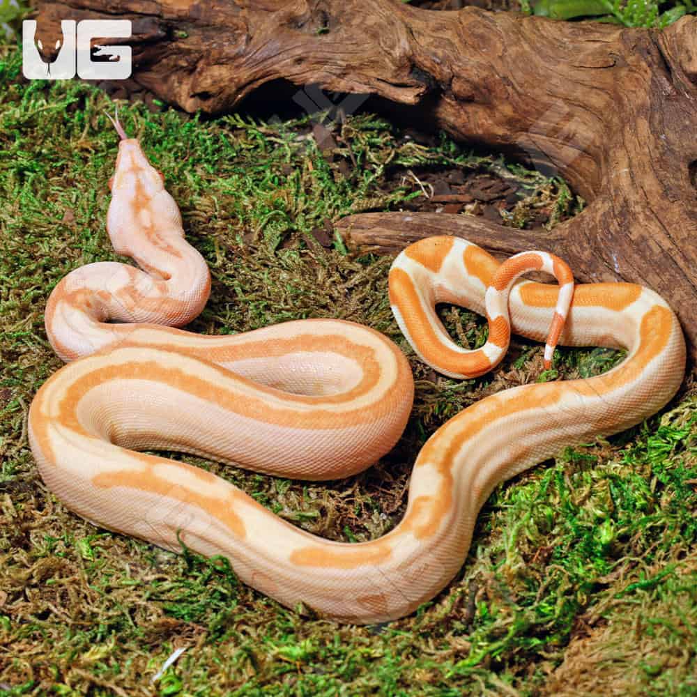 Female Super Sunglow 66% Het RDR BEA 66% Het Anery Boa #B116 - Image 4