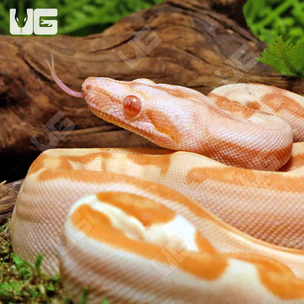 Female Super Sunglow 66% Het RDR BEA 66% Het Anery Boa #B116 - Image 3