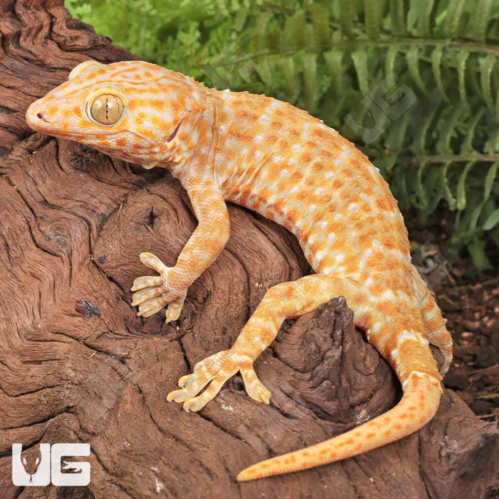 Adult Male Albino T+ Tokay Gecko | Albino T+ Tokay Gecko