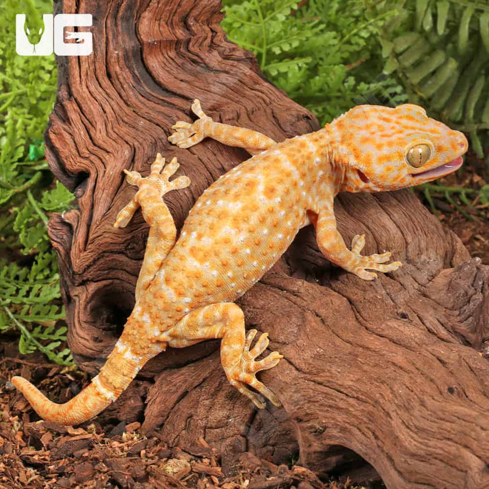 Adult Male Albino T+ Tokay Gecko - Image 3