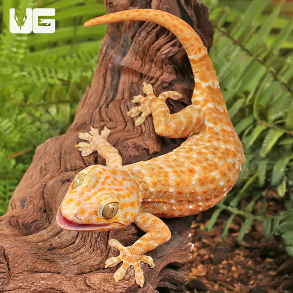 Adult Male Albino T+ Tokay Gecko - Image 4