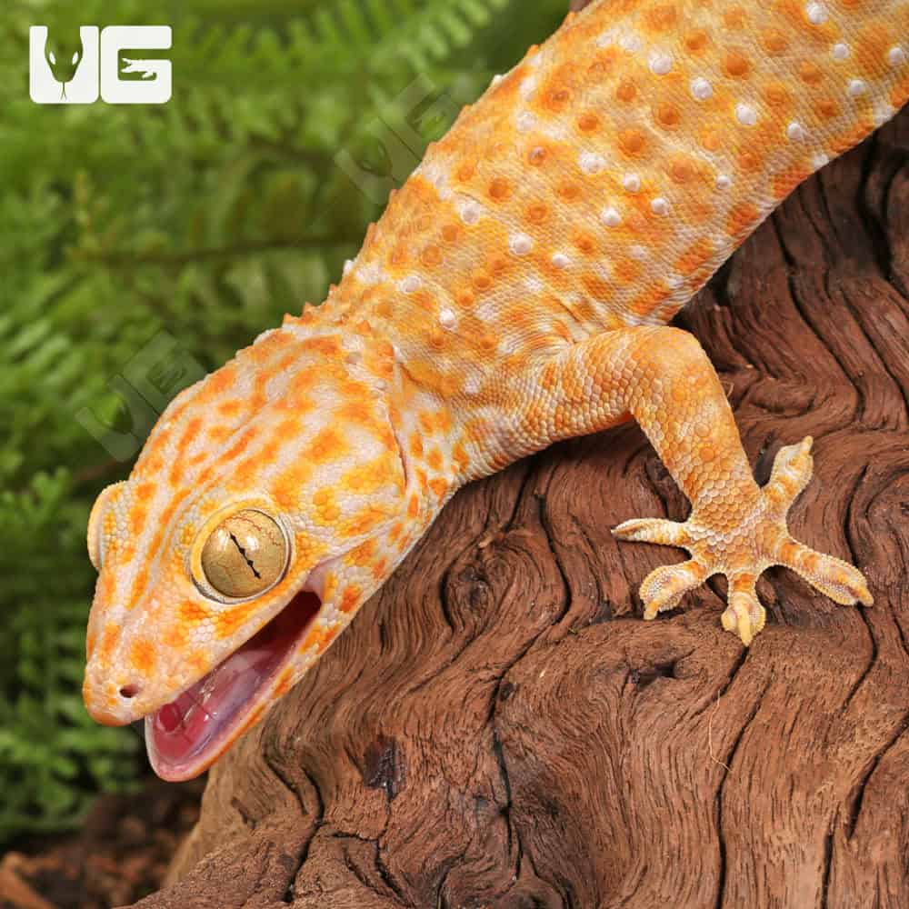 Adult Male Albino T+ Tokay Gecko - Image 2