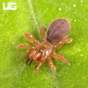 Thai Purse Web Spider (Sling)