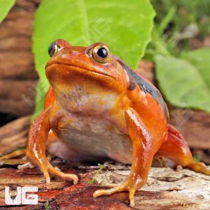 Tomato Frog | Buy Tomato Frog | Tomato Frog For Sale