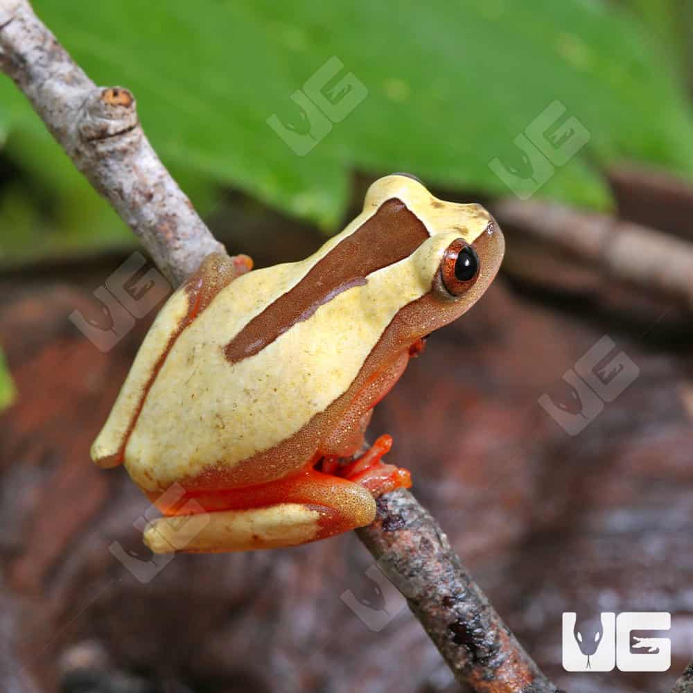 Triangle Tree Frog - Image 2