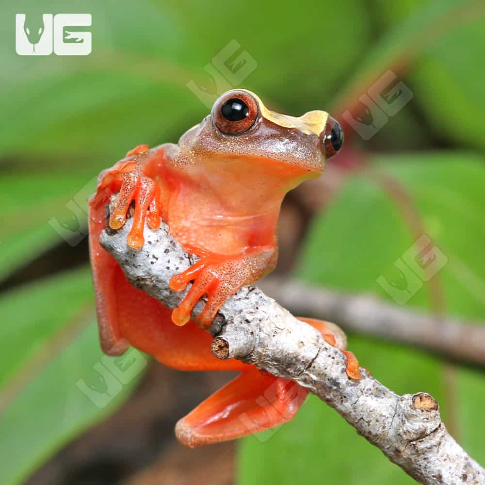 Triangle Tree Frog | Buy Triangle Tree Frog Online