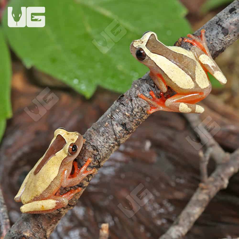 Triangle Tree Frog - Image 3