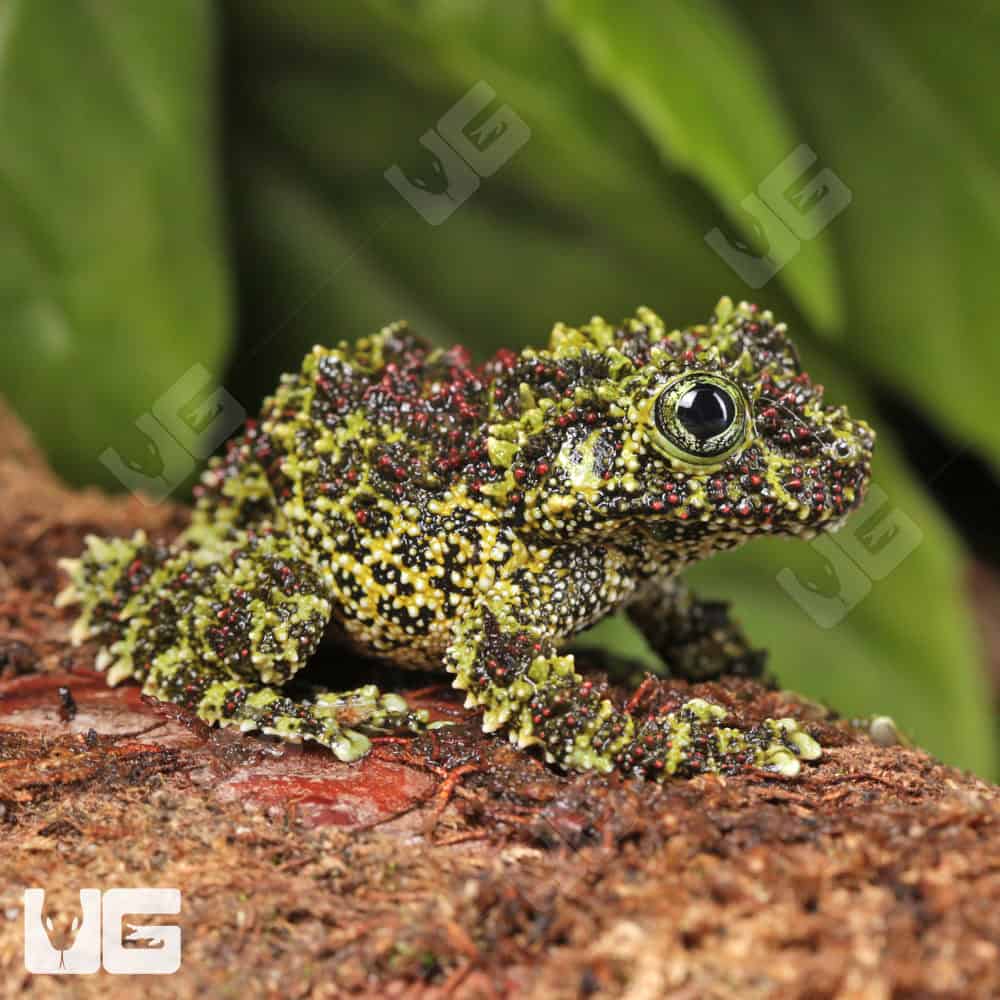 Vietnamese Mossy Frog - Image 3