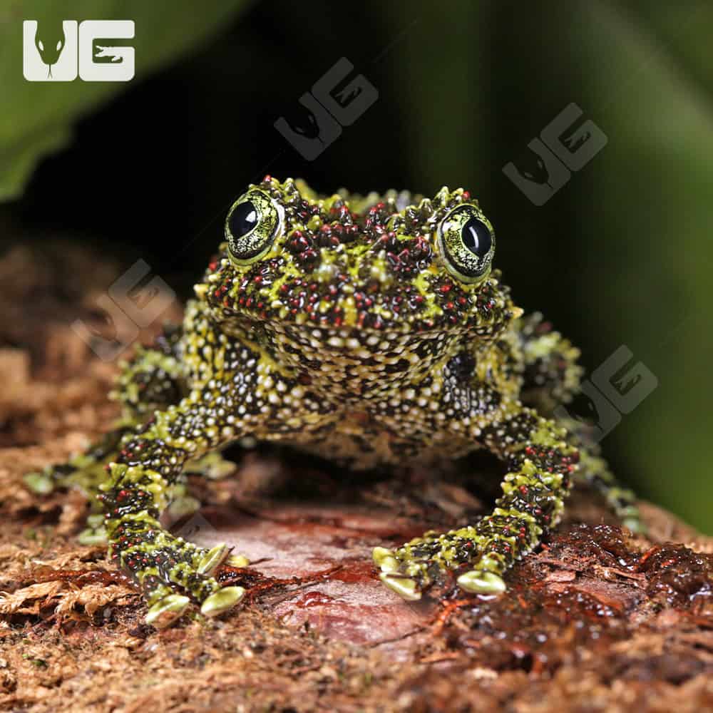 Vietnamese Mossy Frog - Image 4