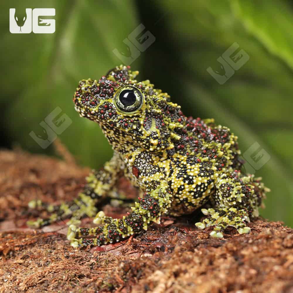 Vietnamese Mossy Frog | Buy Vietnamese Mossy Frog Online