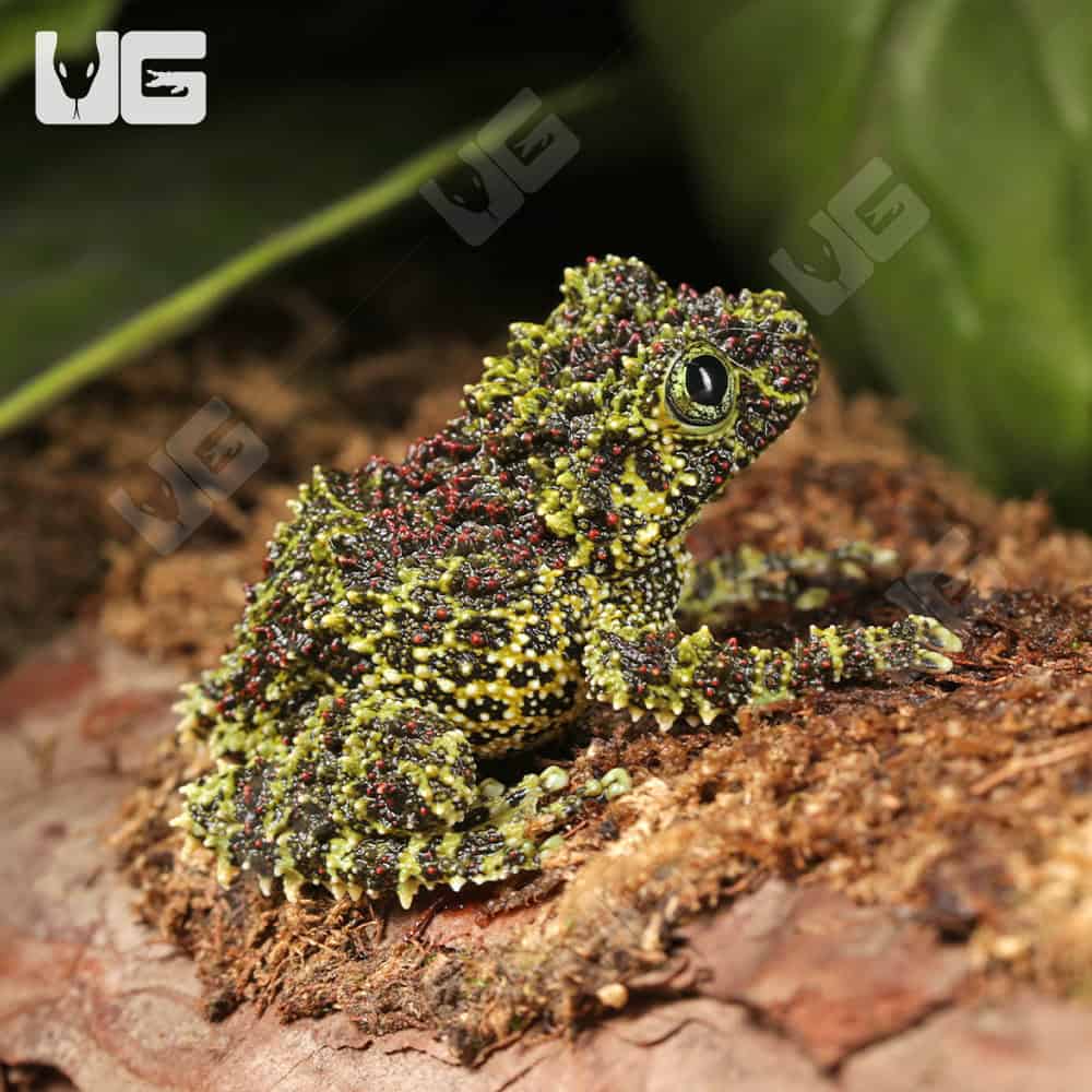 Vietnamese Mossy Frog - Image 2
