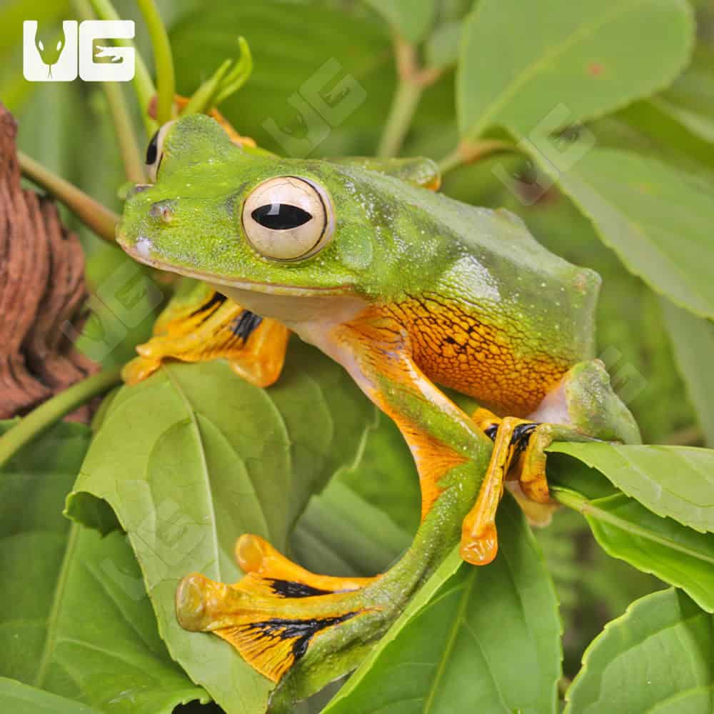 Wallace’s Flying Frog - Image 2