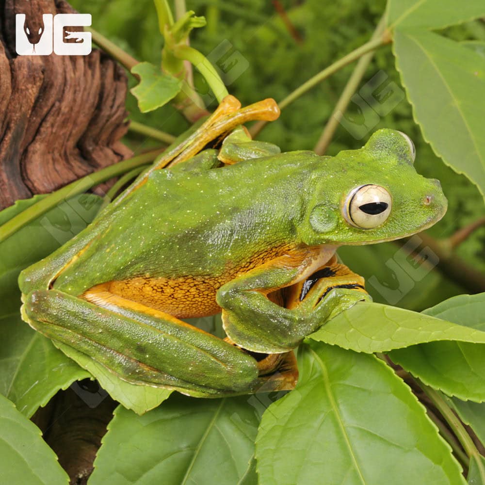Wallace’s Flying Frog - Image 4