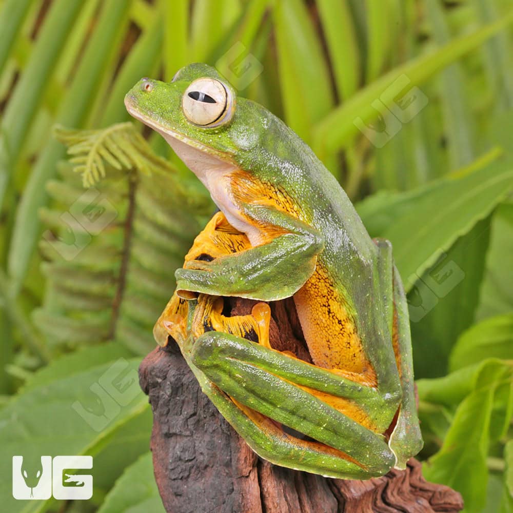 Wallace’s Flying Frog - Image 3