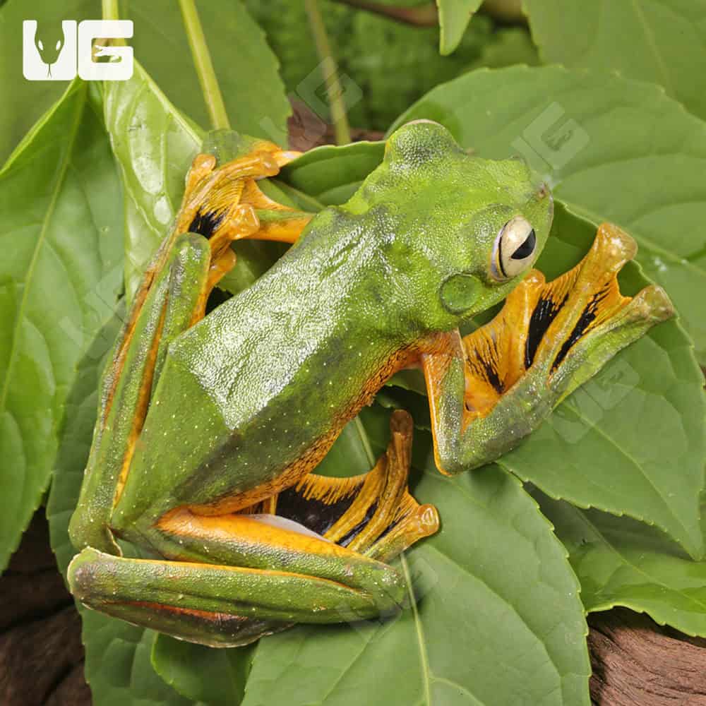 Wallace’s Flying Frog | Buy Wallace’s Flying Frog In USA
