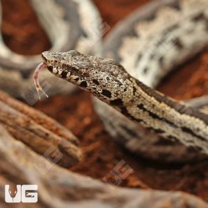 White San Isabel Island Ground Boa