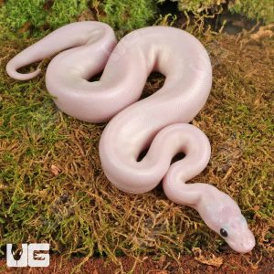 Baby Female White Wedding Ball Python | White Ball Python