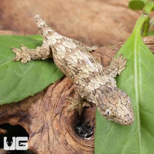 Baby Yate Leachianus Gecko | Buy Baby Yate Leachianus Gecko