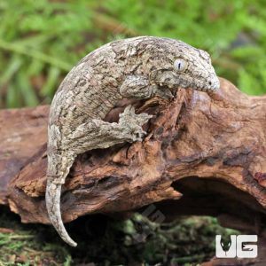 Baby Yate x Poindimie x Grande Terre Leachianus Gecko | Buy Baby Yate x Poindimie x Grande Terre Leachianus Gecko