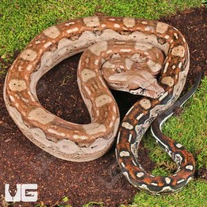 Summit Pastel Aztec Colombian Boa | Aztec Colombian Boa