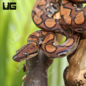 Yearling Brazilian Rainbow Boa