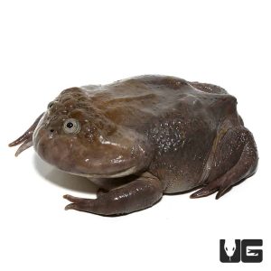Sub-Adult Budgett’s Frog | Buy Sub-Adult Budgett’s Frog