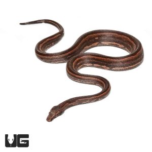 Adult Female Bold Stripe Indonesian Tree Boa | Buy Adult Female Bold Stripe Indonesian Tree Boa In USA