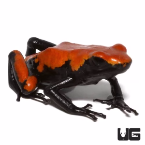 Adult Orange Splashback Dart Frog | Buy Orange Splashback Frog | Orange Splashback Frog For Sale