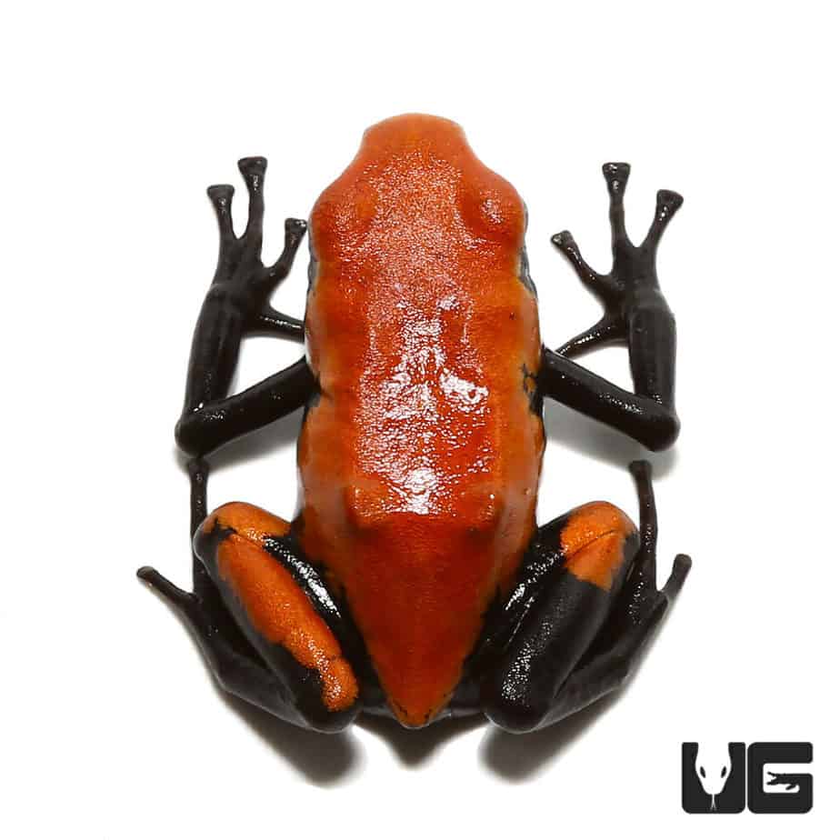 Adult Orange Splashback Dart Frog - Image 2