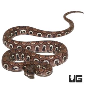 Yearling Female Anery Brazilian Rainbow Boa (#3)