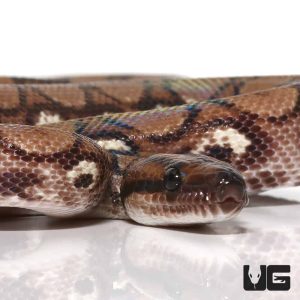 Yearling Female Anery Brazilian Rainbow Boa (#4)