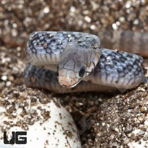 C.B. Baby Yellowtail Cribo | Yellowtail Cribo For Sale