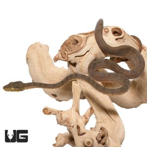 C.B. Baby Amazon Tree Boa | Buy C.B. Amazon Tree Boa Online