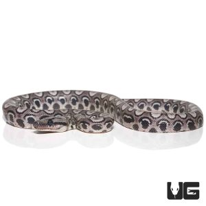 Baby Black Anery Brazilian Rainbow Boa #1