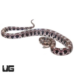 Baby Black Anery Brazilian Rainbow Boa #2