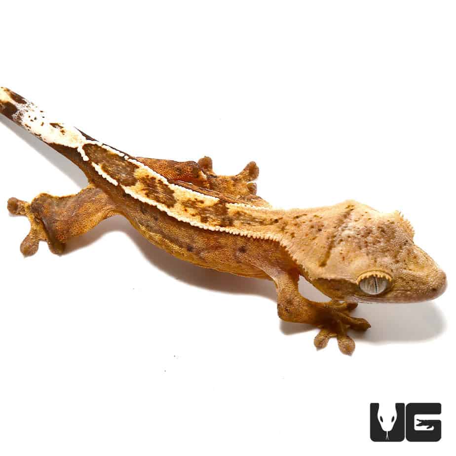 Baby Burnt Orange Reverse Pin Quadstripe Crested Gecko - Image 3
