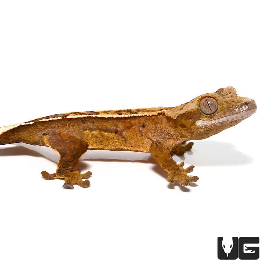 Baby Burnt Orange Reverse Pin Quadstripe Crested Gecko