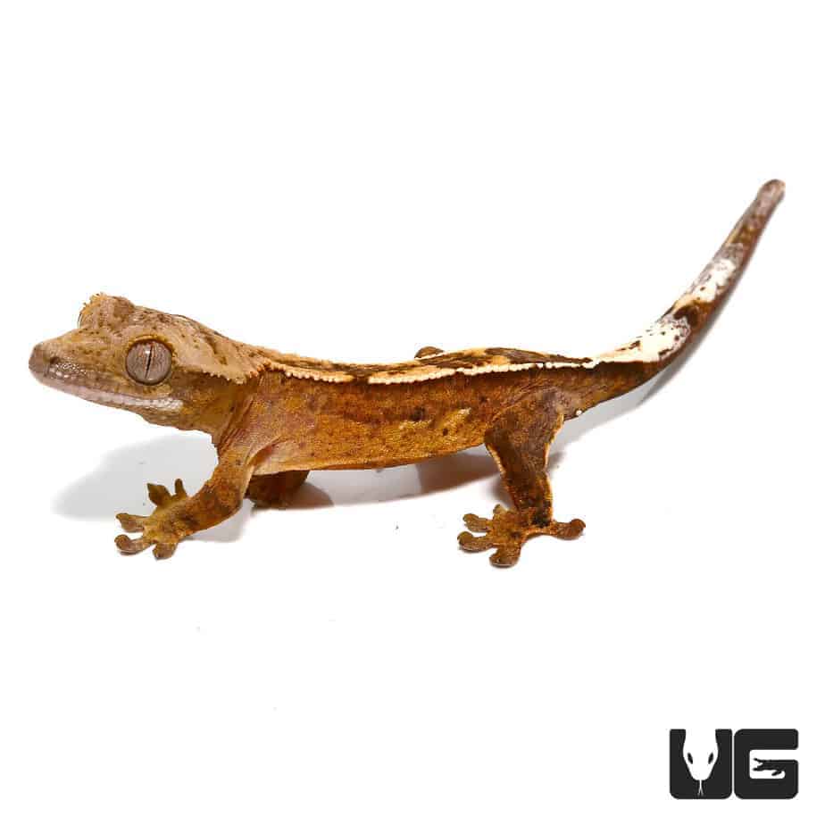 Baby Burnt Orange Reverse Pin Quadstripe Crested Gecko - Image 2