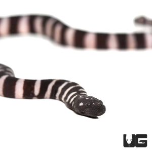 Baby Marine File Snake | Buy Baby Marine File Snake In USA