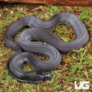 C.B. Baby West African File Snake | Buy C.B. West African File Snake