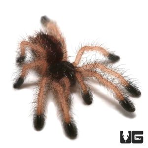 C.B. Goliath Pinktoe Tarantula (.75 – 1.25”) | Under Ground Reptile
