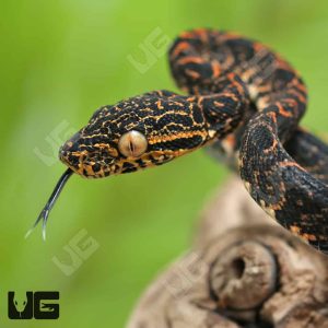 C.B. Baby Halloween Phase Amazon Tree Boa #1 | Buy C.B. Baby Halloween Phase Amazon Tree Boa #1 Online