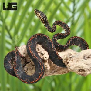 C.B. Baby Halloween Phase Amazon Tree Boa #2 | Buy C.B. Baby Halloween Phase Amazon Tree Boa #2 Online In USA
