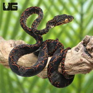 C.B. Baby Halloween Phase Amazon Tree Boa #3 | Buy C.B. Baby Halloween Phase Amazon Tree Boa #3 Online