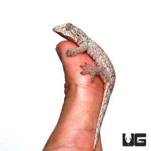 Baby Halmahera Gecko | Buy Baby Halmahera Gecko In USA