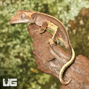Baby High Contrast Quad Stripe Crested Gecko | Buy Crested Gecko