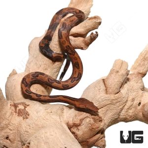 C.B. Baby Indonesian Tree Boa | Indonesian Tree Boa For Sale