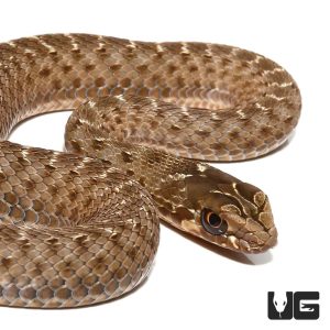 Baby Montpellier Snake | Buy Baby Montpellier Snake Online