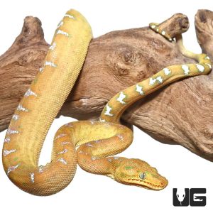 Baby Orange Emerald Tree Boa